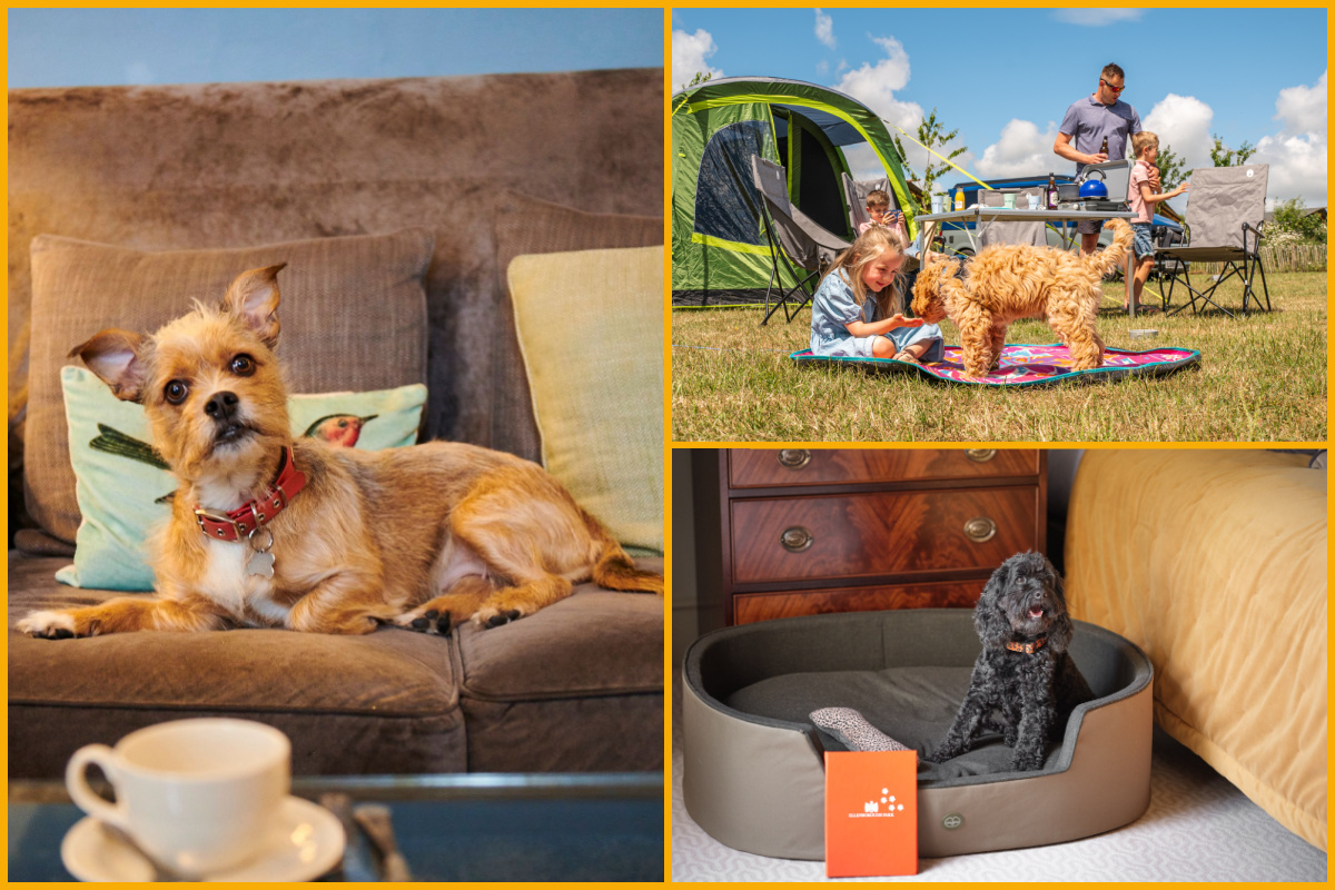 Dogs enjoying Cheltenham hotels